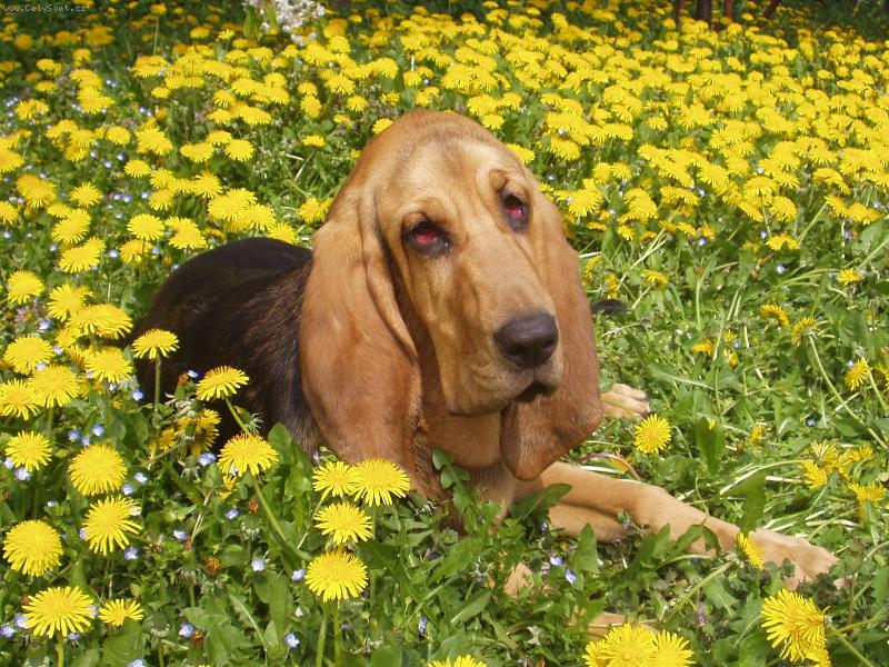 Foto: Odpo�inek v pampeli�k�ch- Blair Iseb