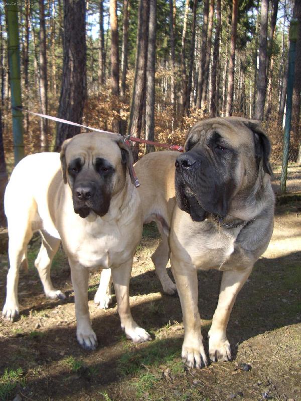 Foto: fena   pes v mlad�m v�ku