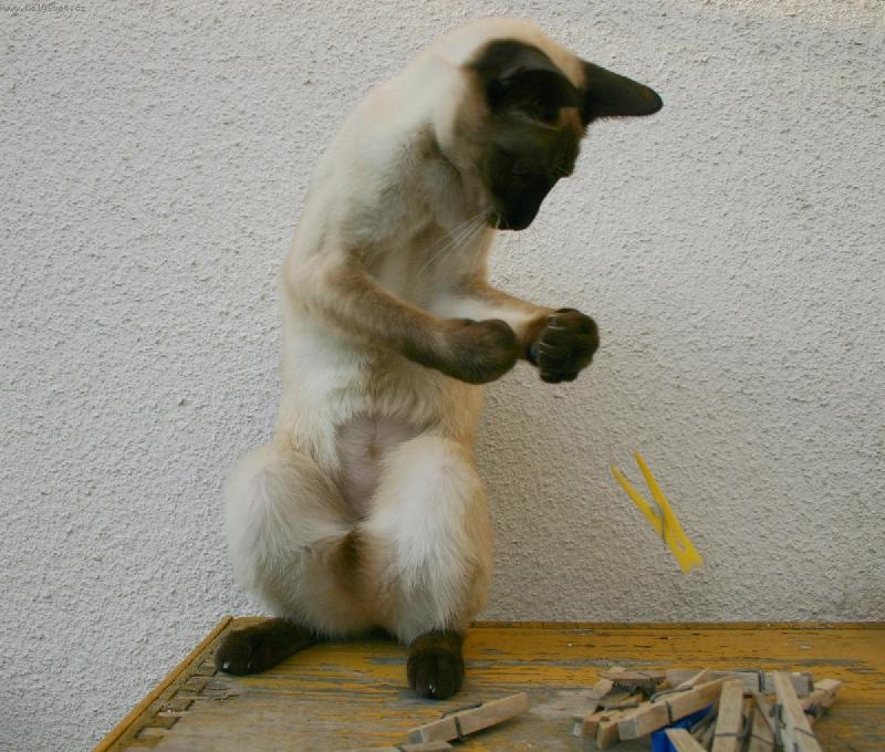 Foto: Ka�tan a kol��ky-ko�i�ka Ka�tan (1 rok) a jej� obl�ben� hra�ky. Ka�tanova maminka Viktorka k vid�n� na fotk�ch od pan� Krej��  :)