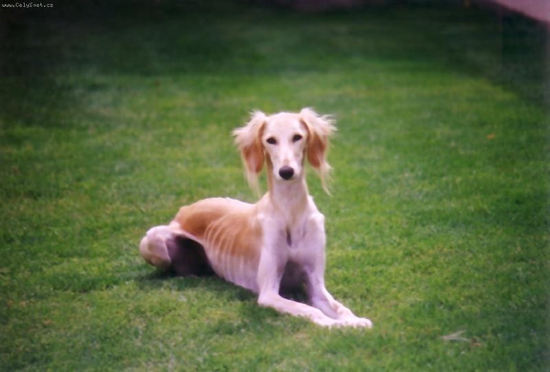 Foto: saluki