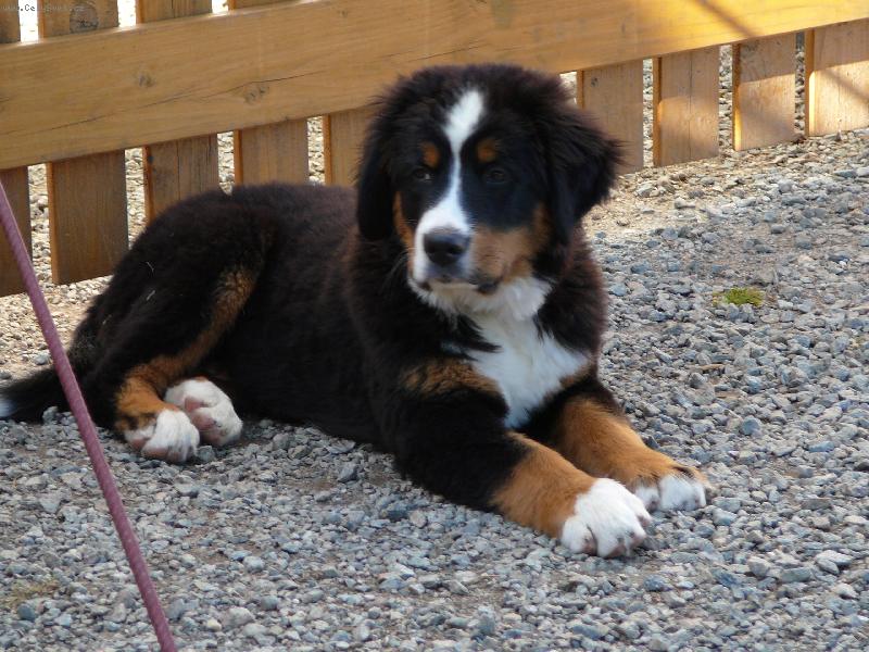 Foto: N�s Rexou�ek-Tohle je n� milovanej pejsek