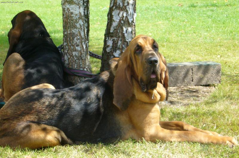 Foto: Venise Famous Alhavant-na v�stav� p�ed posouzen�m