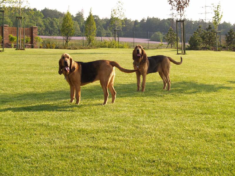 Foto: Wynn a Witch Famous Alhavant-sestry k pohled�n�