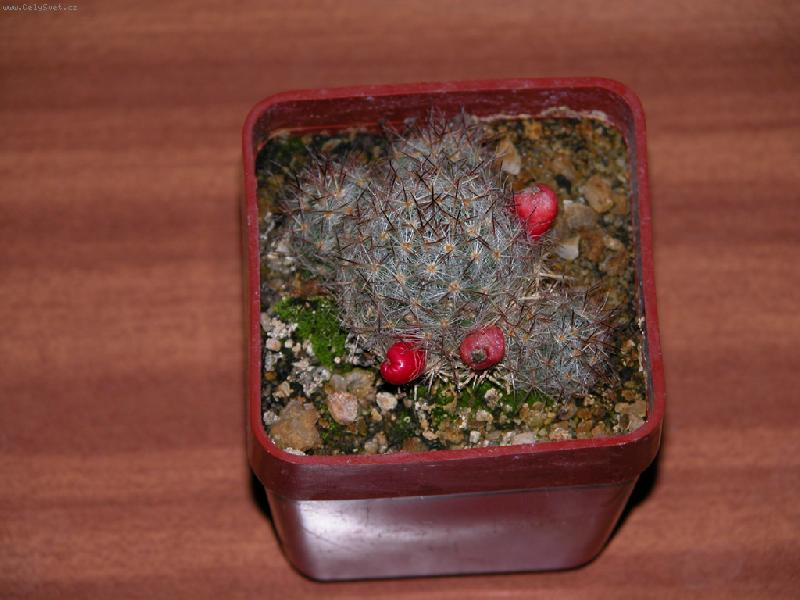 Foto: Mammillaria Prolifera-Foto s plody