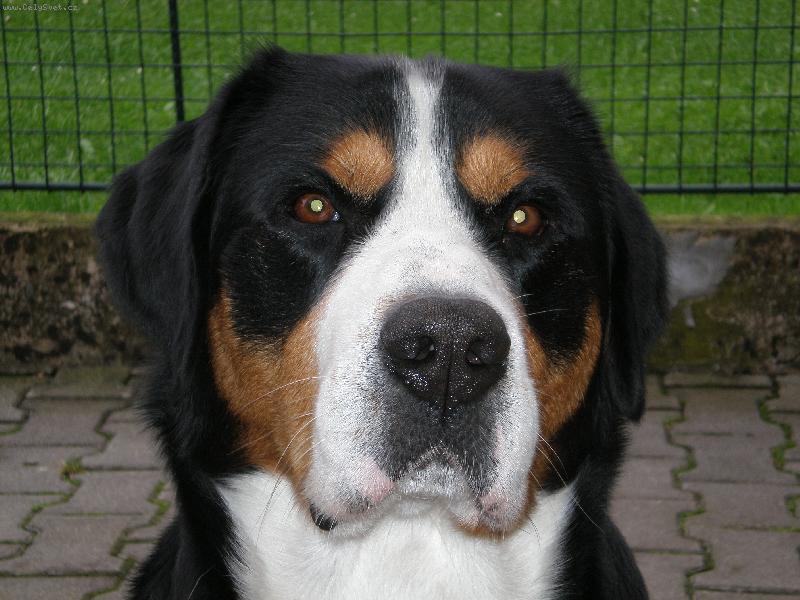 Foto: P�zuji pro foto-2let� DYNO-Tak u� zma�kni tu spou��