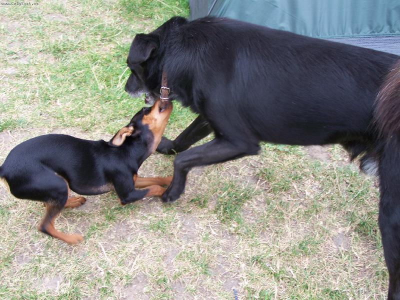 Foto: Cherry-N� pr�ola zlob� u� zase