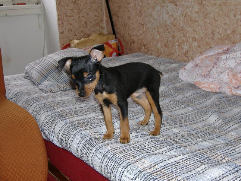 Foto: cherry-Je�t� malilink�