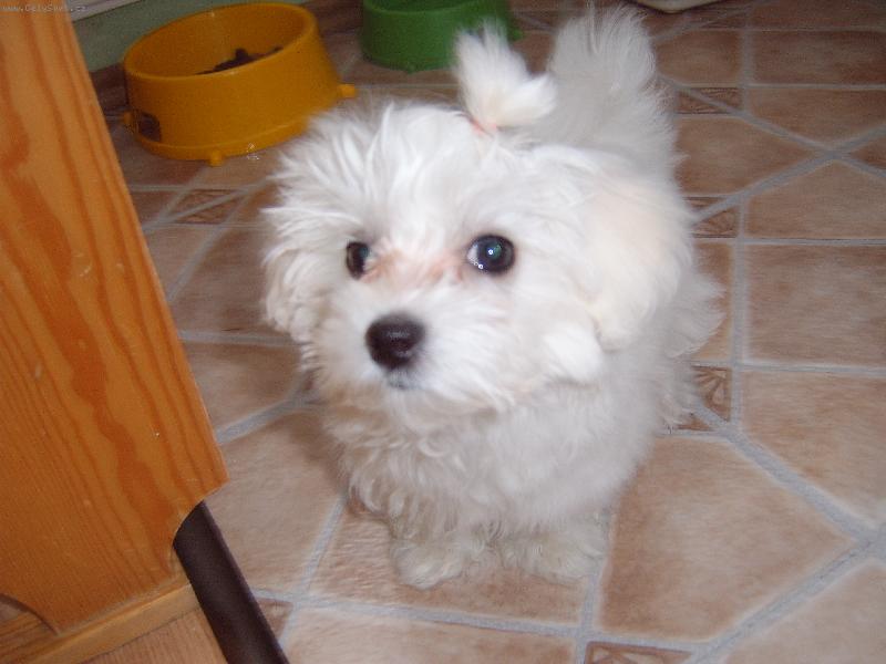 Foto: Dafinka-pod�vejte,jak jsem kr�sn�,m�m tady 11 t�dn�