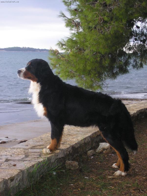 Foto: Vyhl�dka-Dovolen� v Chorvatsku - Fa�ana