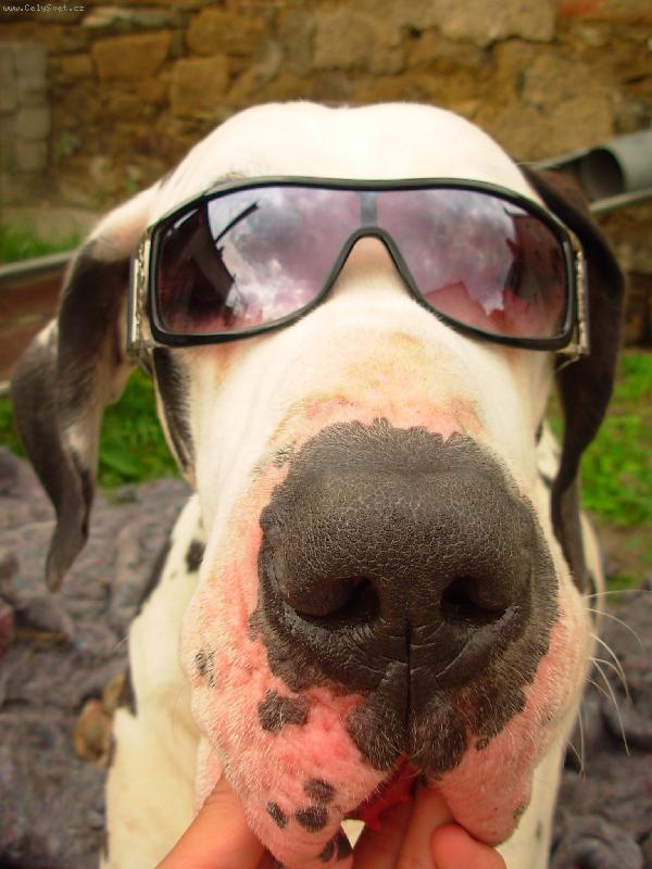 Foto: N� pejsek-Zeusek v brejlk�ch