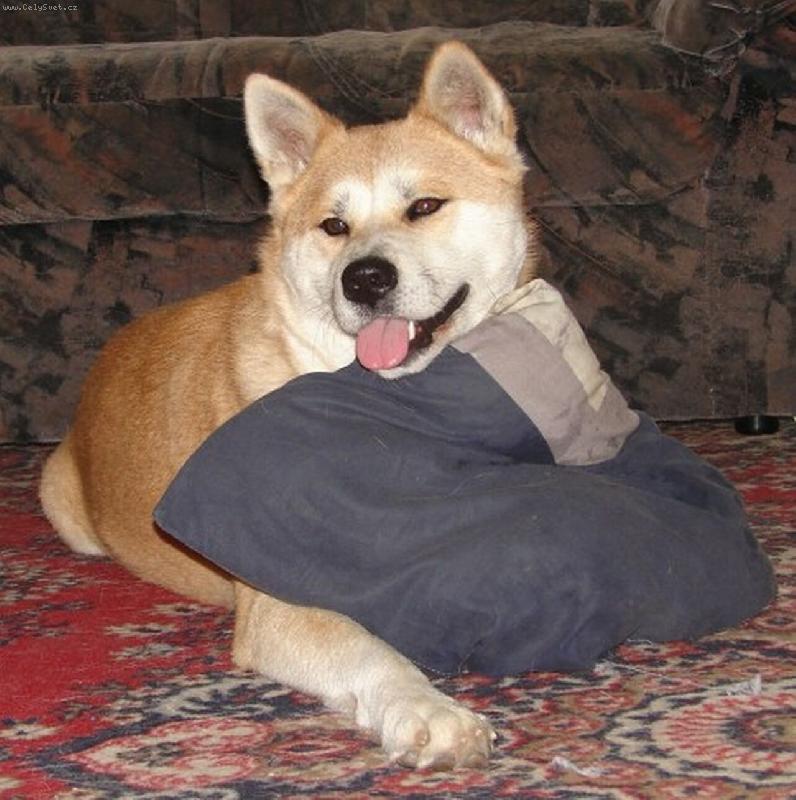 Foto: Aichi Czech Paradise-to je m�j pol�t��ek