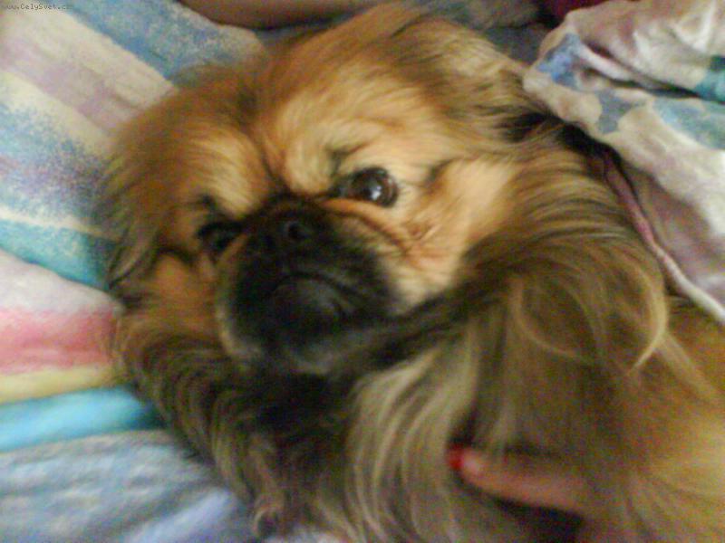 Foto: Max�k v na�� posteli!!-To je moje postel!