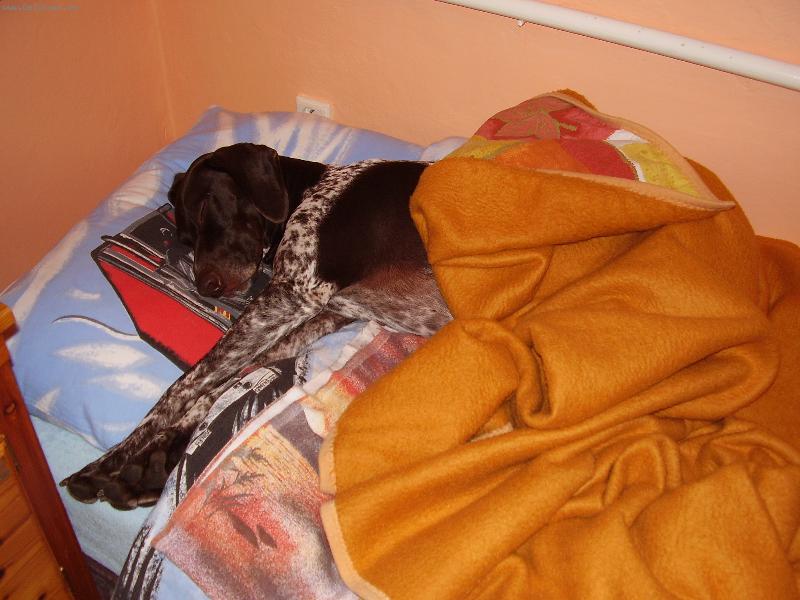Foto: loveck� pes!! :-D-tak tomu ��k�m prav� loveck� postel��