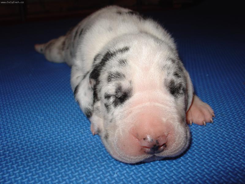 Foto: Ema Destin von Wiederholz-1 t�den