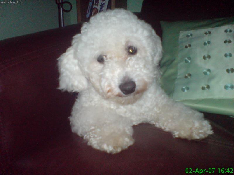 Foto: nicuska-nase male zlaticko