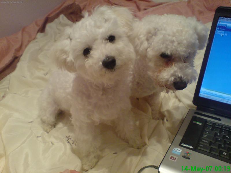 Foto: nicuska a vivinka-stvoreni jeden pro druheho...