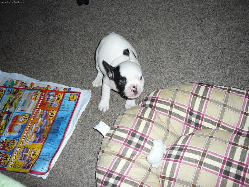 Foto: Lilith - mal� mimi-Spla�en� pras�tko