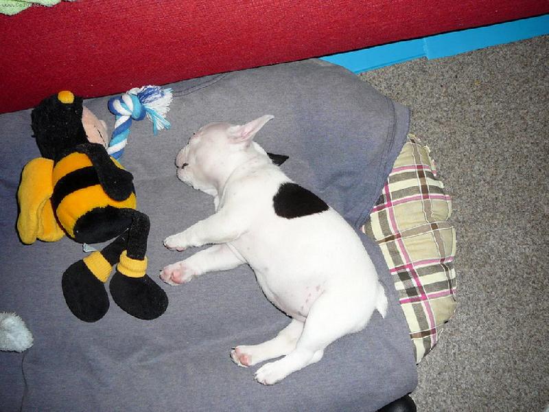 Foto: Lilith - mal� mimi-Tlustoprdka...