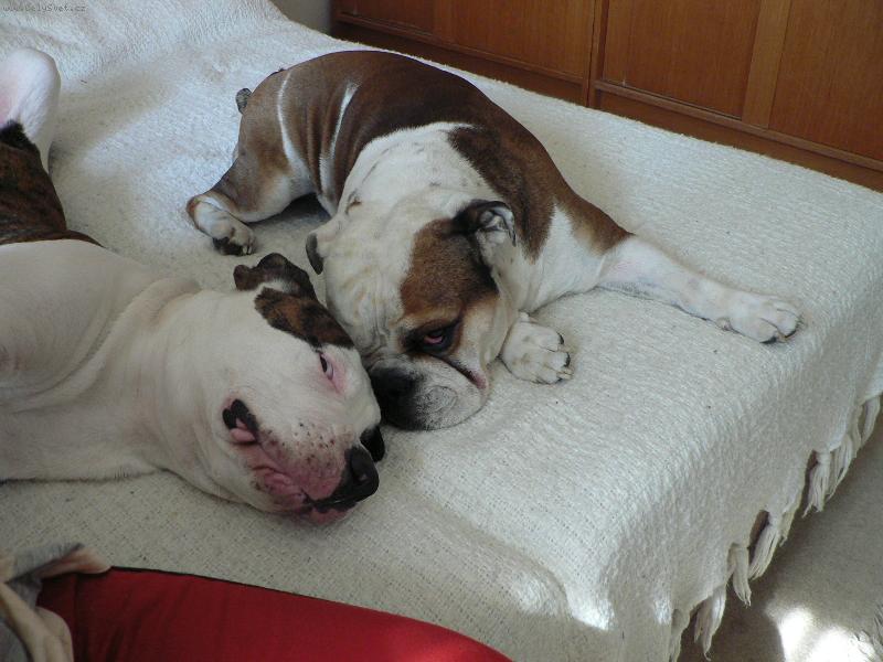 Foto:  bez sebe ani r�nu- anglick� a americk�