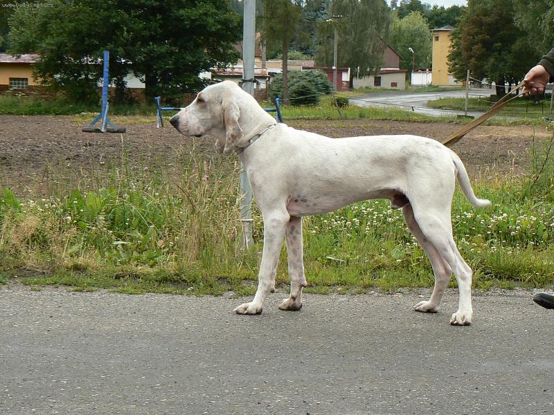 Foto: Barney z Diansk�ch luk-Chovn� pes