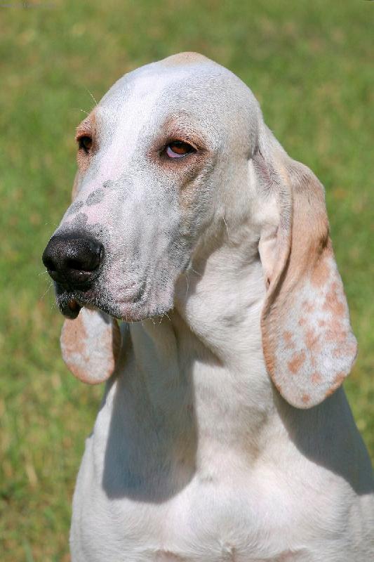 Foto: Barney z Diansk�ch luk-Chovn� pes