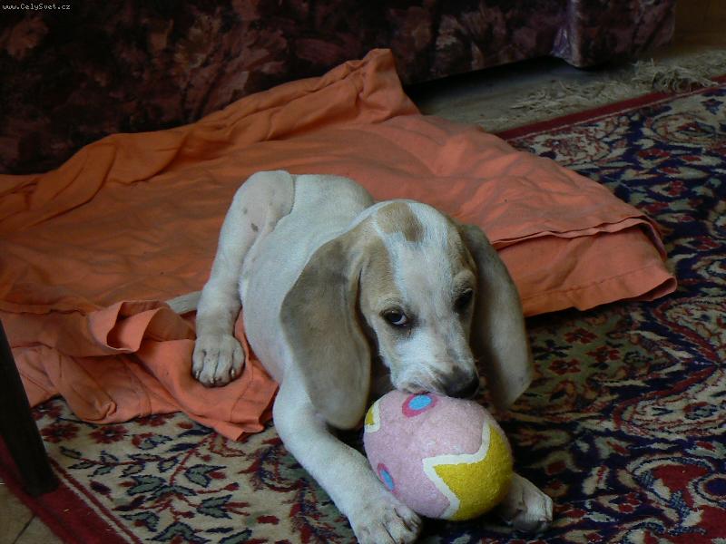 Foto: Contesse-fenka dovezen� z Francie