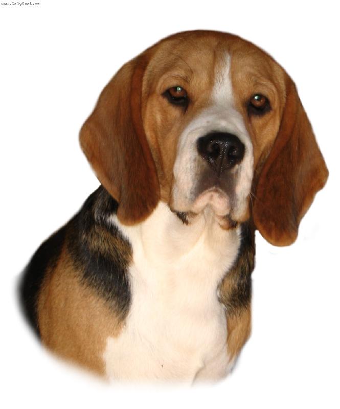 Foto: MultiCH Bono z Tur�ianskej kotliny-MultiCH Bono z Tur�ianskej kotliny