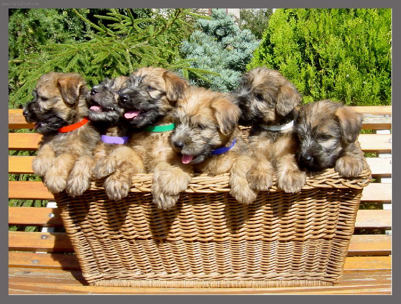 Foto: My jsme happy...-�t��ata wheaten terriera , v�k 6 t�dn�