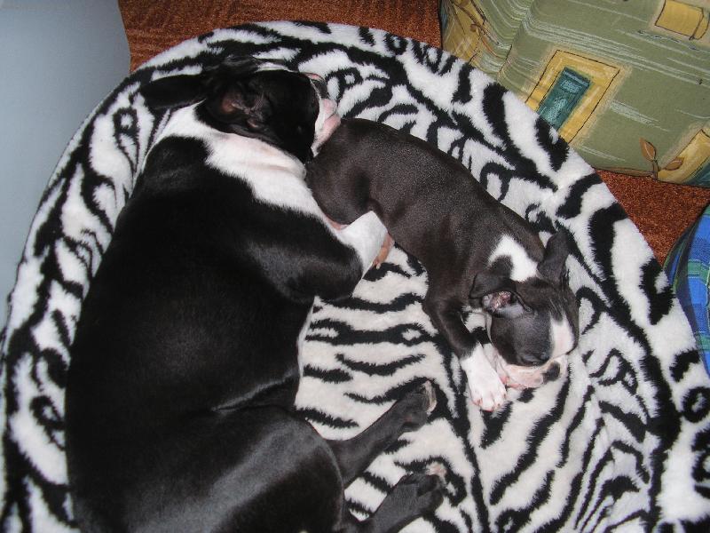 Foto: Bratrsk� l�ska