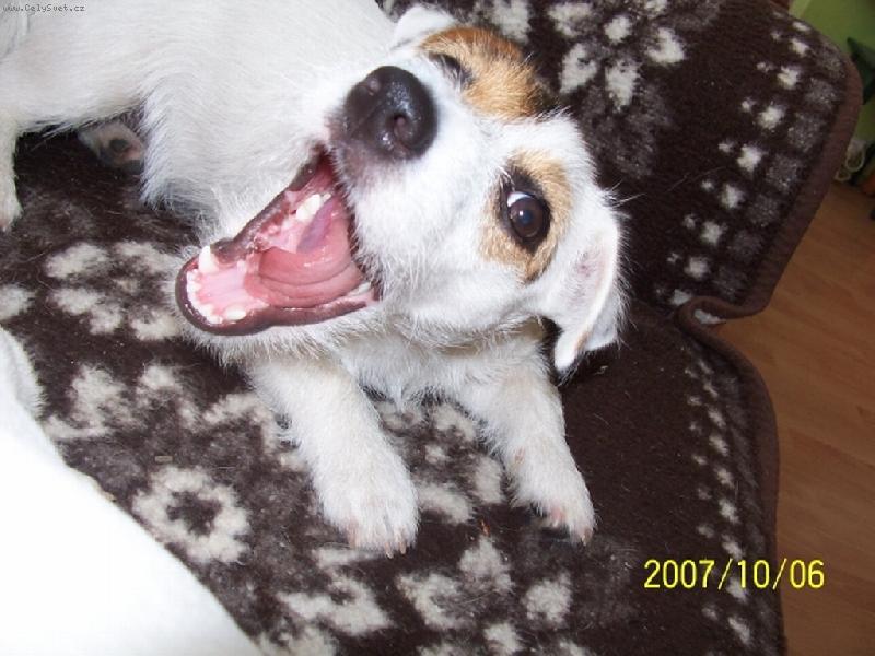 Foto: Pozor kou�u!( ale zat�m jen papu�e)