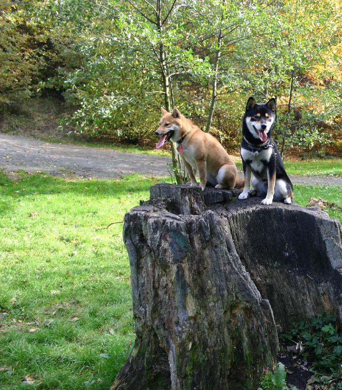 Foto: SHIBA INU-Tak kudy?