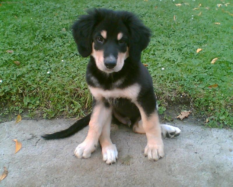 Foto: Ak�mek ve 3 m�s�c�ch