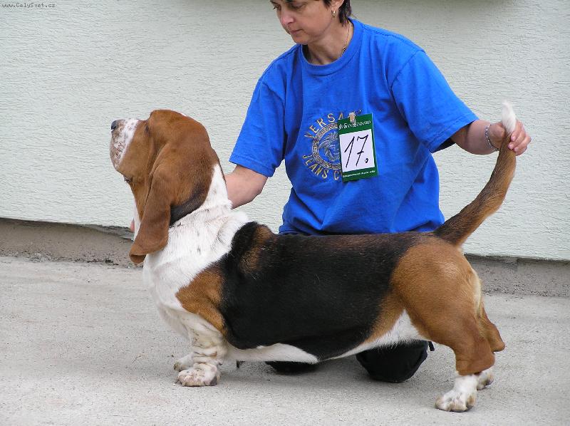 Foto: NIGHT QUEEN QUEEN�S HERMEL�N-BASSET HOUND chovatelsk� stanice   QUEEN� S HERMEL�N p�edstavuje na sv�ch str�nk�ch chovn� psy, feny, aktu�ln� nab�dku �t��at, fotogalerii  na�ich �ampion� a dal�� zaj�mavosti z na�� chovatelsk� stanice , informace na : http://www.basset-hermelin.com