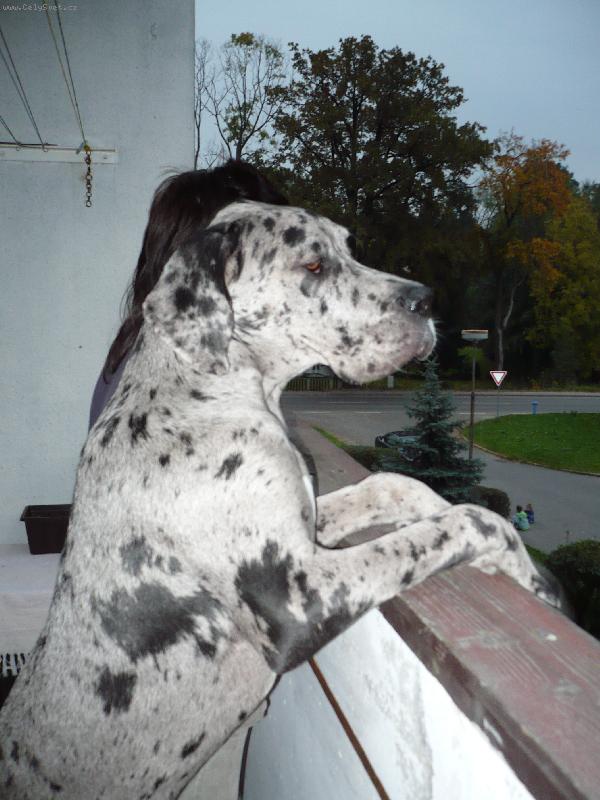 Foto: Woody 7.m�s�c�-U� jede p�n��ek dom�?