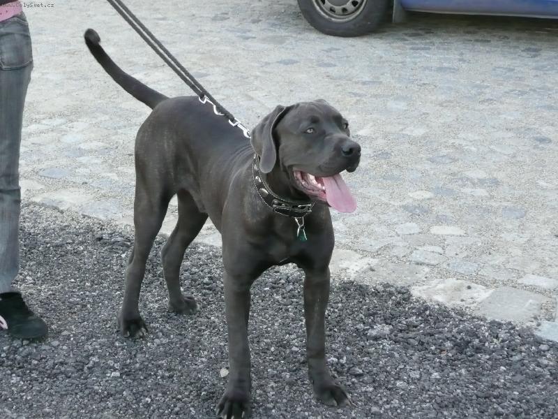 Foto: Nero-7,5 m�s�ce