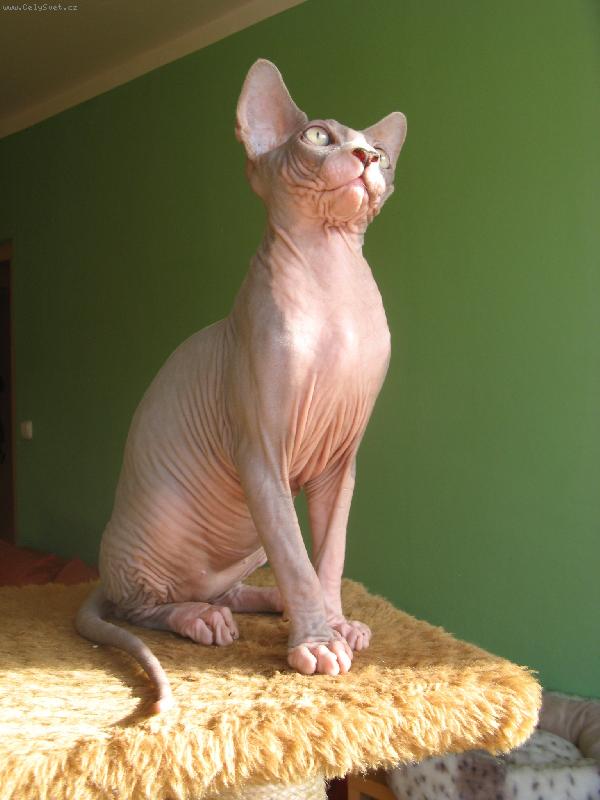 Foto: Tyrell Mutiny in heaven - Muty II., Mutinek....