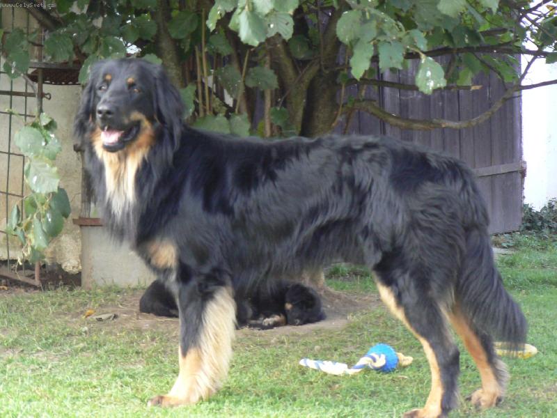 Foto: Andy od Vltavsk�ho jezu-Nad�jn� hovawart �ern� se znaky