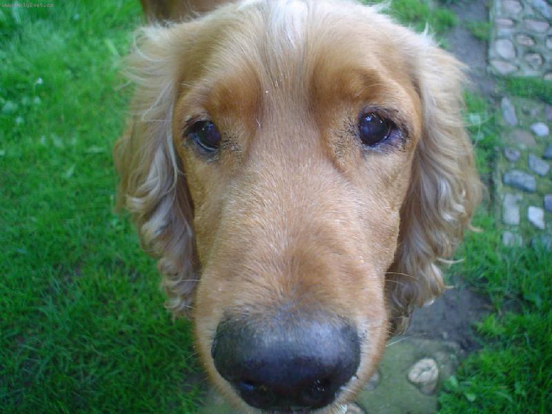 Foto: Ben�nek-Vzpom�nka na na�eho pejska