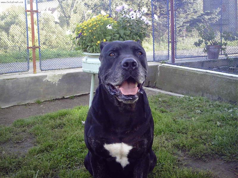 Foto: Arxio  (Cartouch Agip Brodecka Alej)