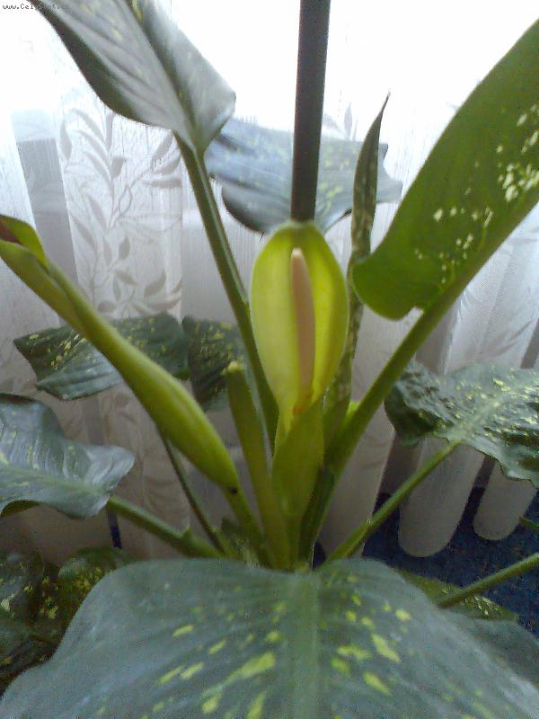 Foto: Dieffenbachie mramornatka-letos poprv� kvetouc�