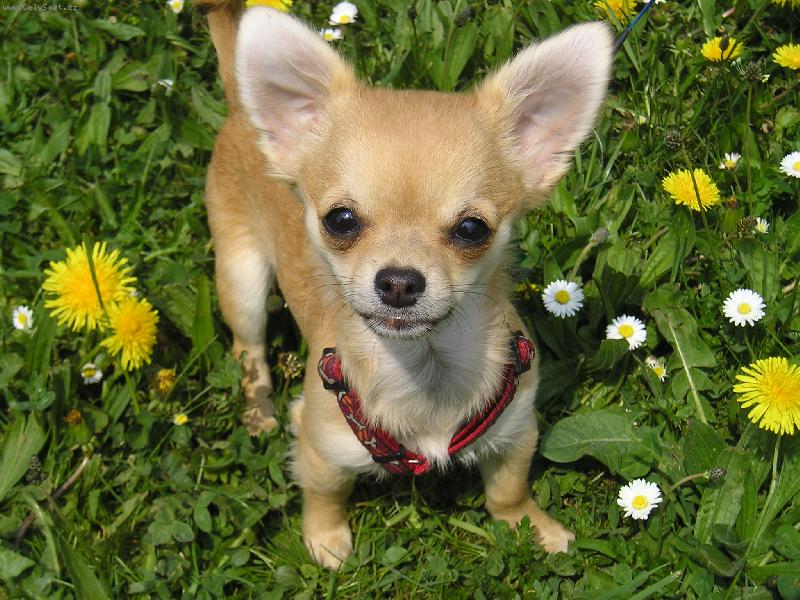 Foto: Keysi-Jsem tak� tak kr�sn�, jako ty kyti�ky?