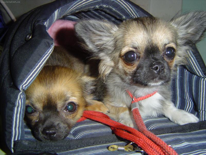 Foto: Jak n�m to slu�� na v�stav� na kuka�ku-Mus�me to po��dn� okouknou, jak se to d�l�