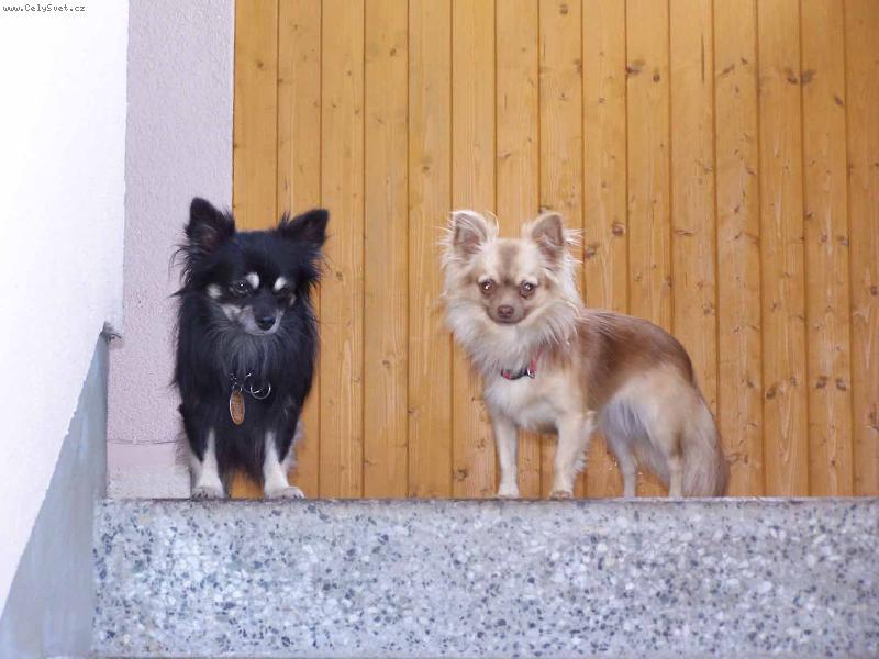 Foto: Dark Chom. amorek a Vivat Qurine Ave bengal