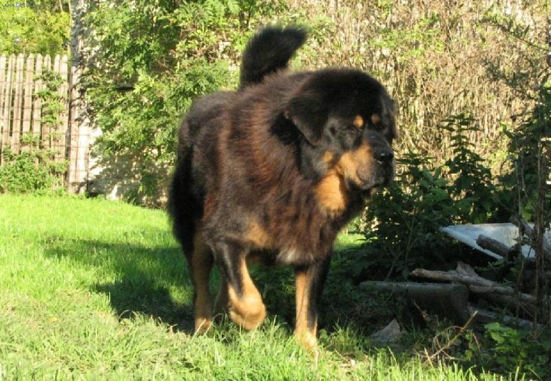 Foto: ICH Phou-Sheng des Mille Vallees-N� Tashi v sedmi letech