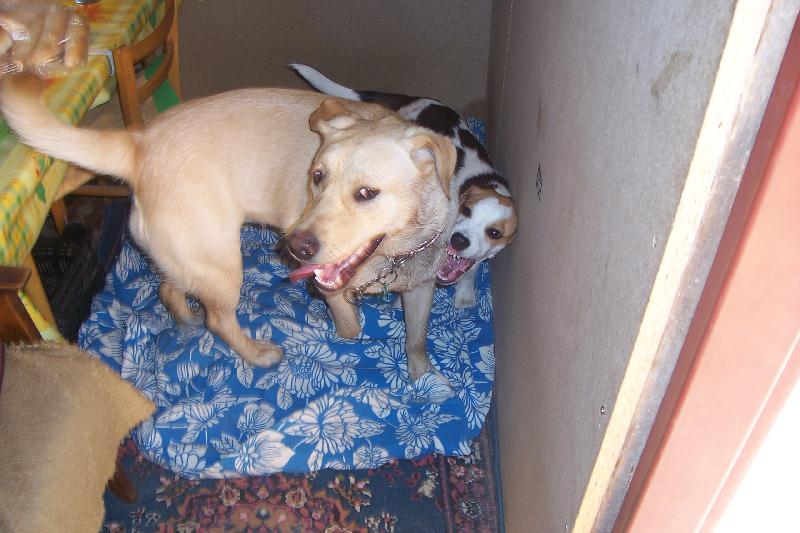 Foto: S�ra-Zlej pes:-)