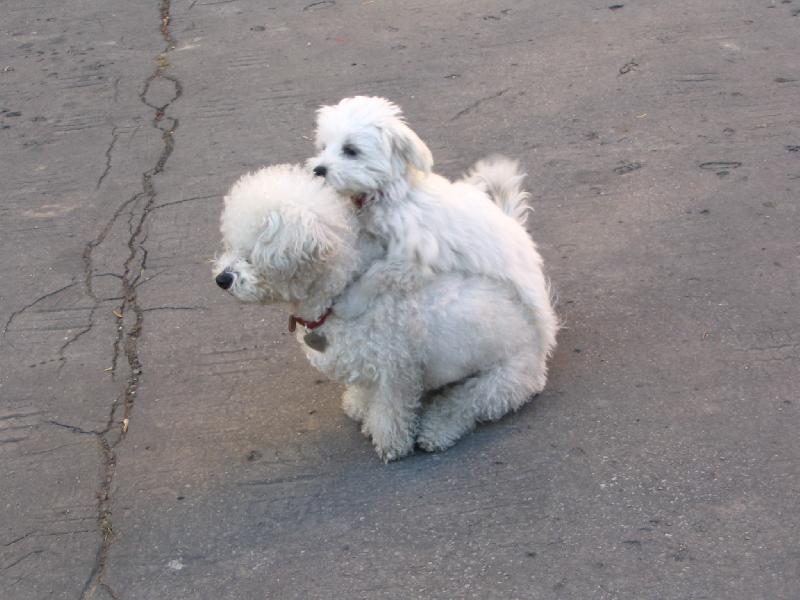 Foto: Toby a Sisi-Najrad�ej by som �a z l�sky zjedol...