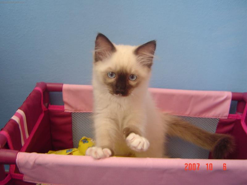 Foto: Ragdoll-Nas Kim