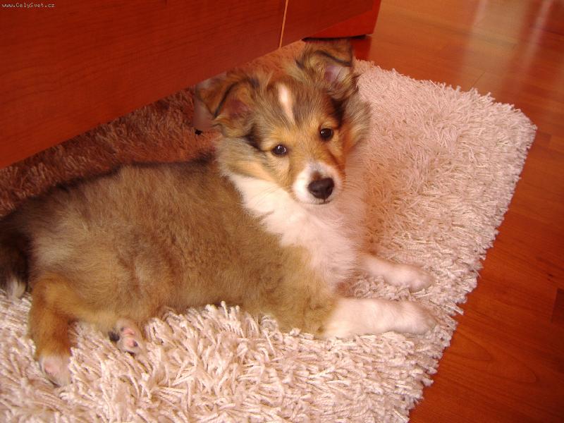 Foto: Ashley Chlupat� �t�st�-8 t�denn� fene�ka