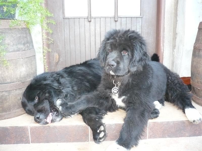 Foto: Indy a Hagi-www.hagysek.estranky.cz