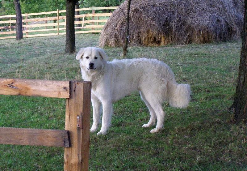 Foto: Car z Borov�ho hr�dku